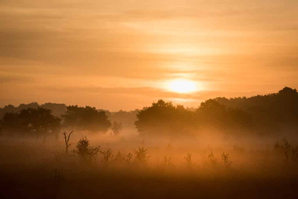 Early morning Kalmthoutse heide Belgium Betere Landschapsfoto