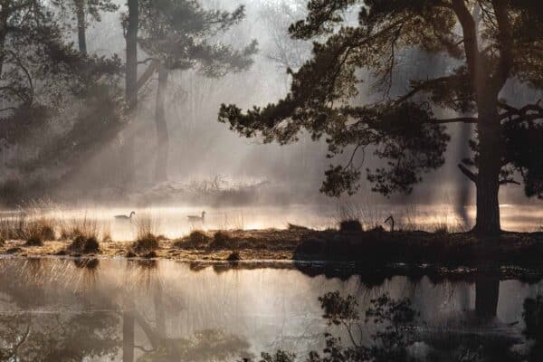 Heide fotografie is meer dan het fotograferen van bloeiende heide.