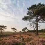 Bloeiende heide vlak voor de zonsondergang.