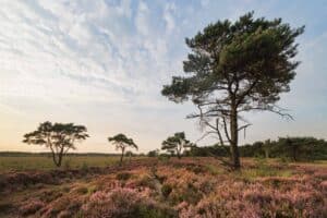 Bloeiende heide vlak voor de zonsondergang.