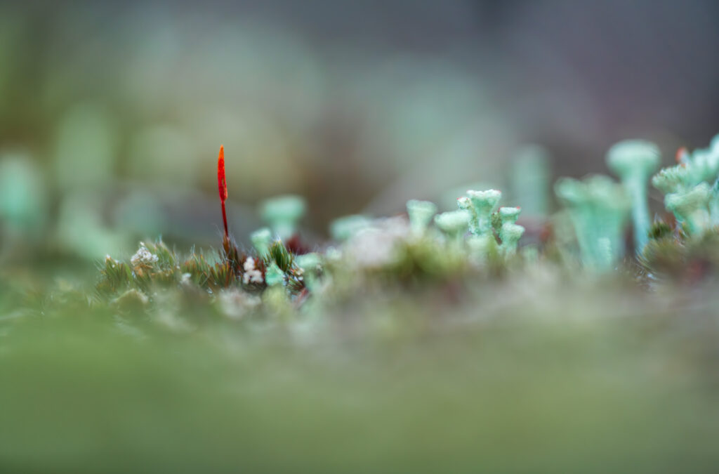 AAJ1989 Verbeterd NR Betere Landschapsfoto