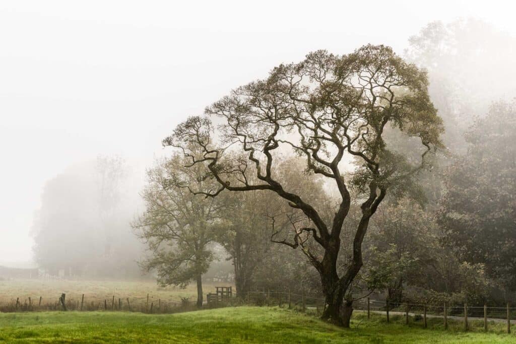 Tree Elterwater Lake District England Betere Landschapsfoto